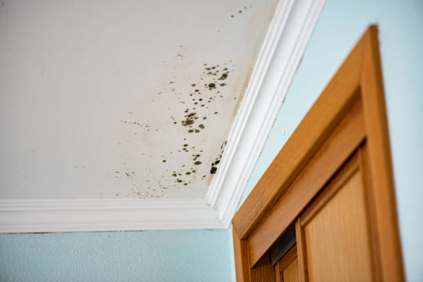 Professional Mold Remediation in Kenwood Estates, FL