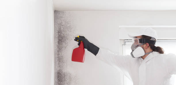 Best Post-Flood Mold Remediation in Kenwood Estates, FL